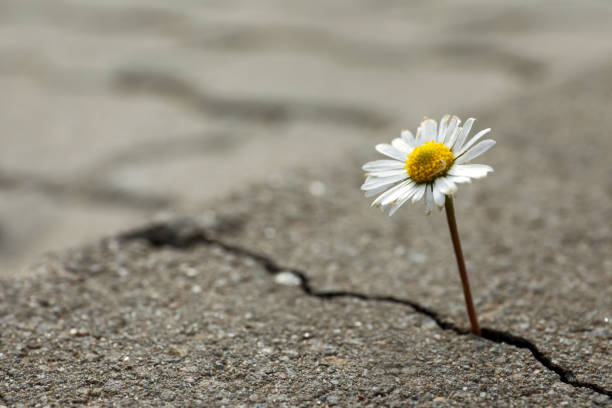 SOUL - Resilencia